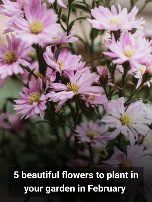 5 beautiful flowers to plant in your garden in february