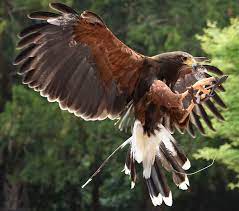 Mystery Surrounds Sea Eagle or White-tailed Eagle Spotted By Farmer